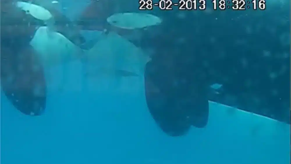 dos-orcas-en-libertad-dandose-un-beso-cedida_4_1000x563