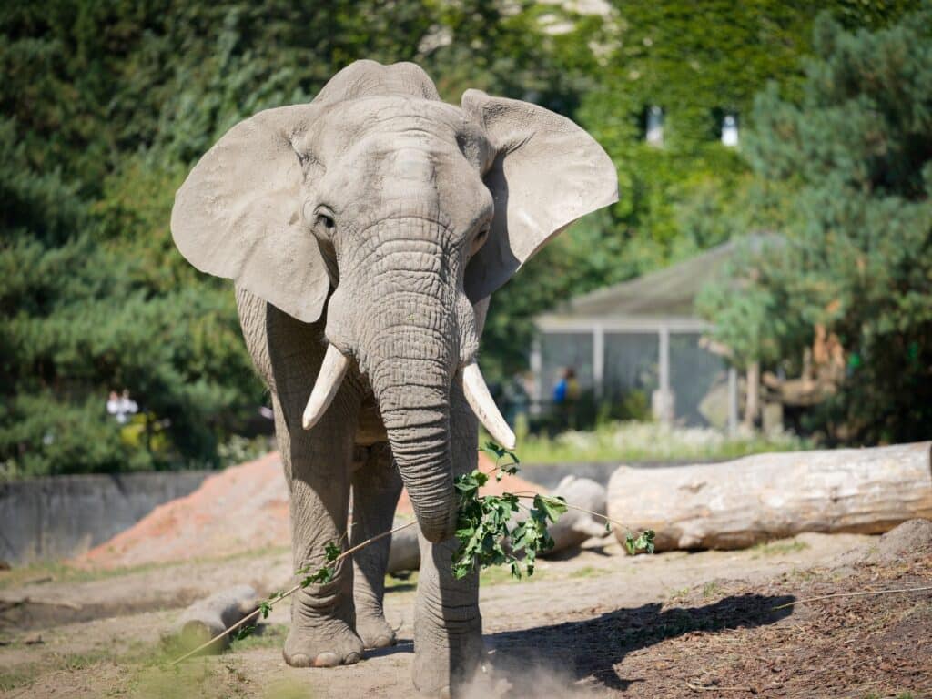 image 2A8Qtm6v9 2000x1500 1 1