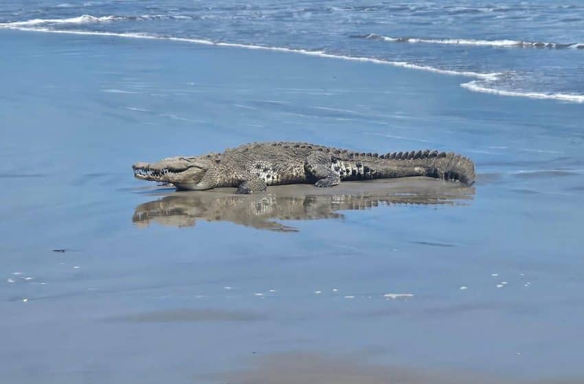 image 530372797 1107045561565415 5277305341549117301 n 850x560 2