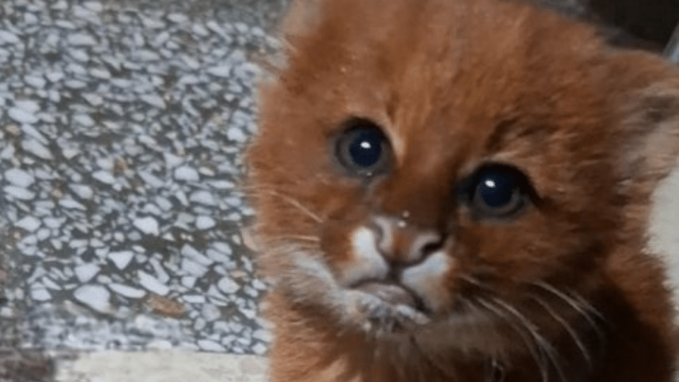 image 964089 puma 20cachorro