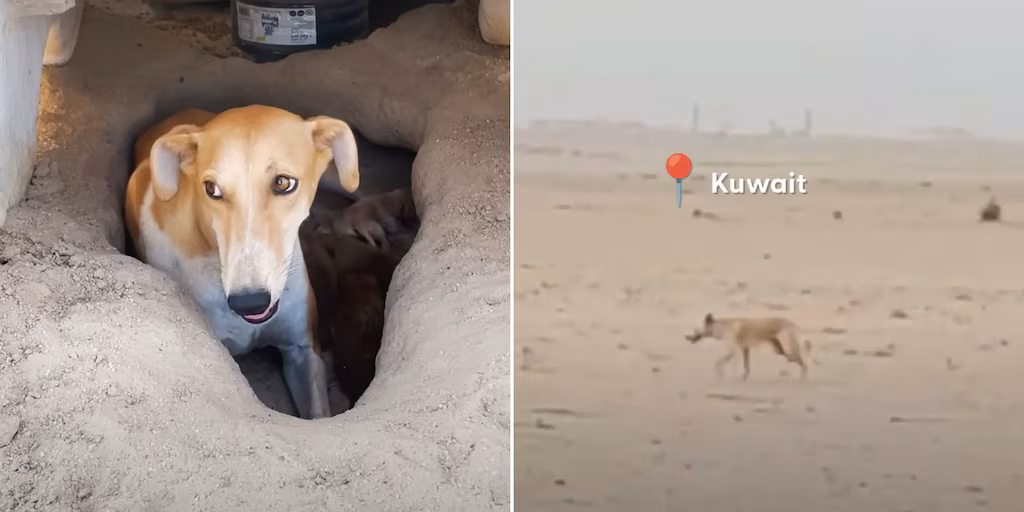 La perra abandonada en el desierto de Kuwait que cavó un pozo para salvar a sus cachorros image FJKGM3JCEZALLI7PMNU6TNMU2E 1