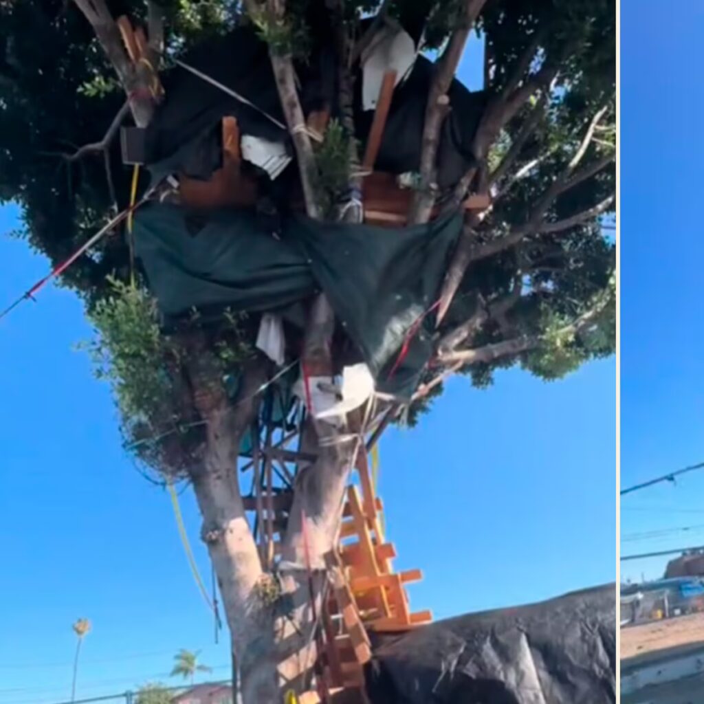 Un hombre se hizo viral por construir una casa de tres pisos en un árbol en Los Ángeles image I3XYLXVW3FD3NGRBHXLY3YYEPM 1