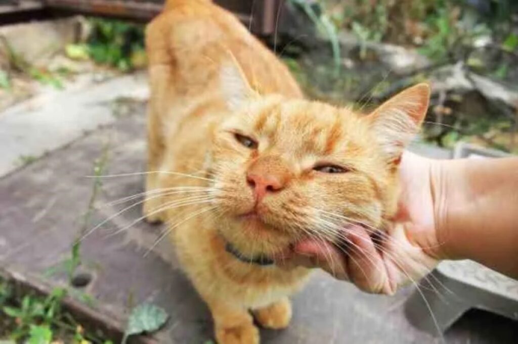 image SV ZCoWAk 1200x0 1 1