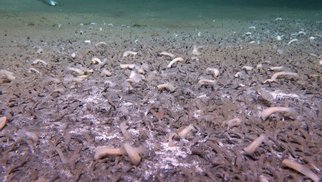 image cientificos descubren ecosistema oceano rusia 1