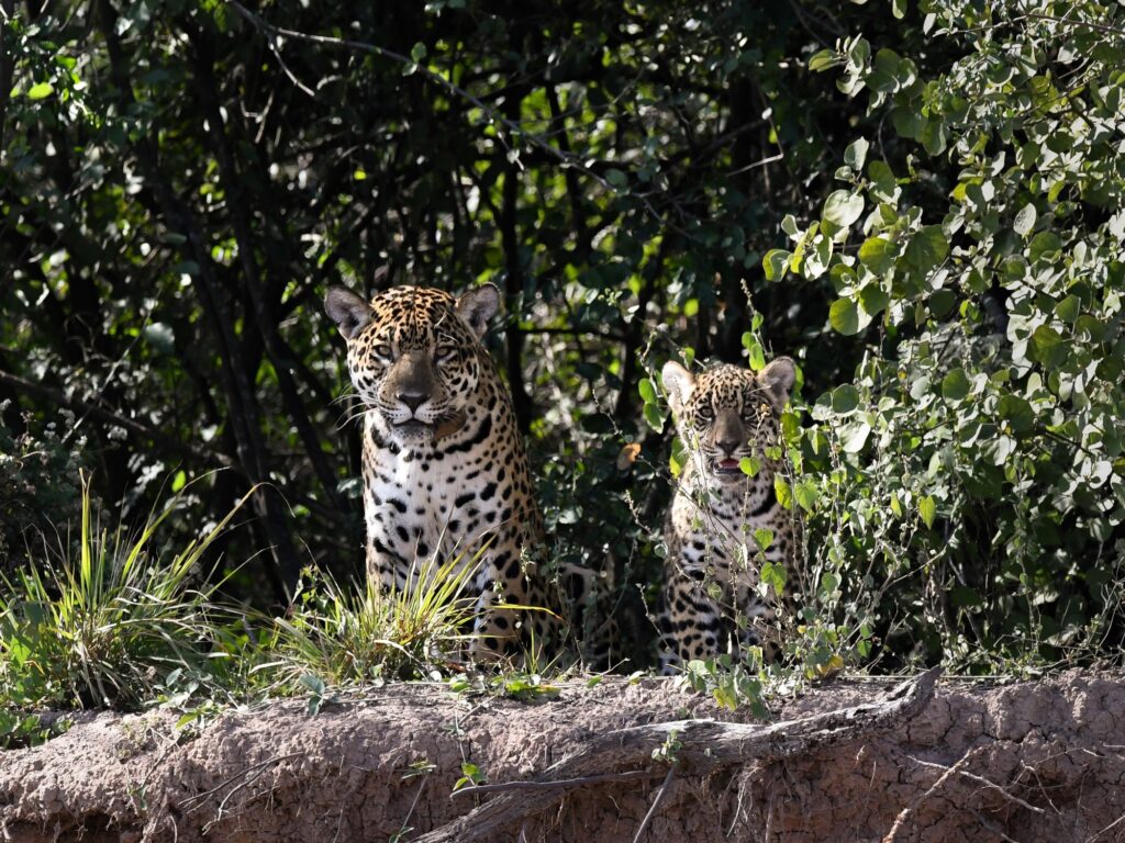 image ffF74iig0 2000x1500 1 1