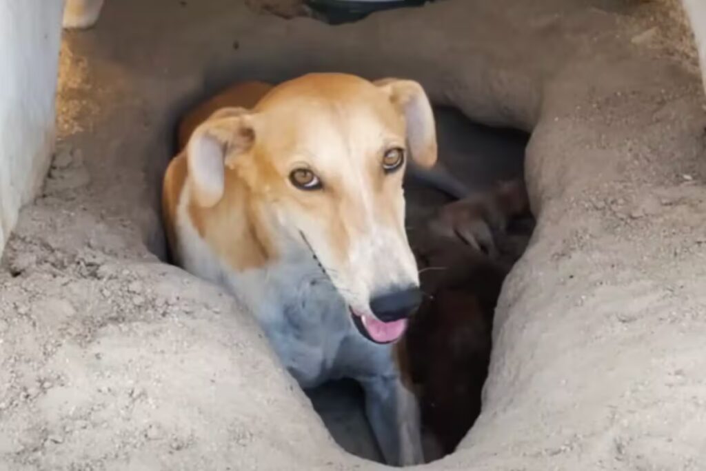 La perra abandonada en el desierto de Kuwait que cavó un pozo para salvar a sus cachorros image la historia de esta perra conmovio a todos en KKVUWFXXQVHEXKSUZPLKQAJNDI