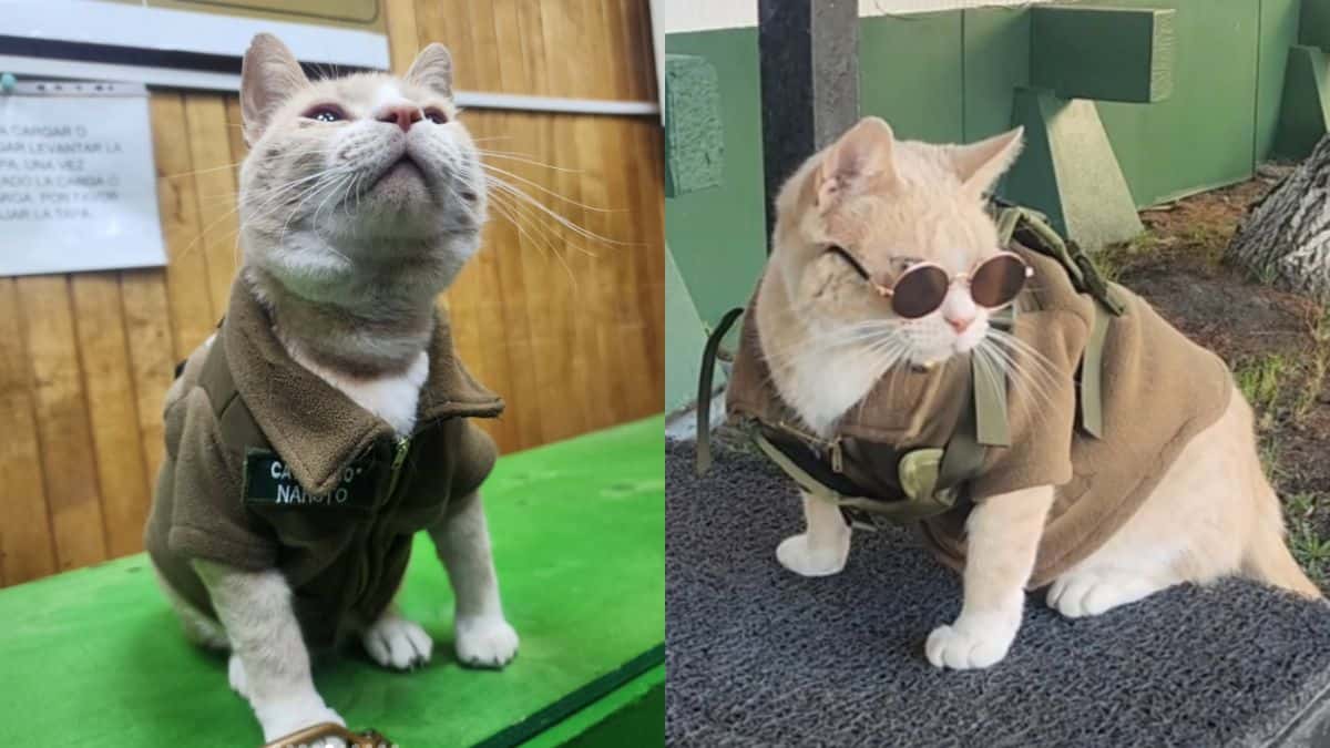 naruto-el-gatito-que-conquisto-chile-luego-de-ser-adoptado-por-la-comisaria-5936599b