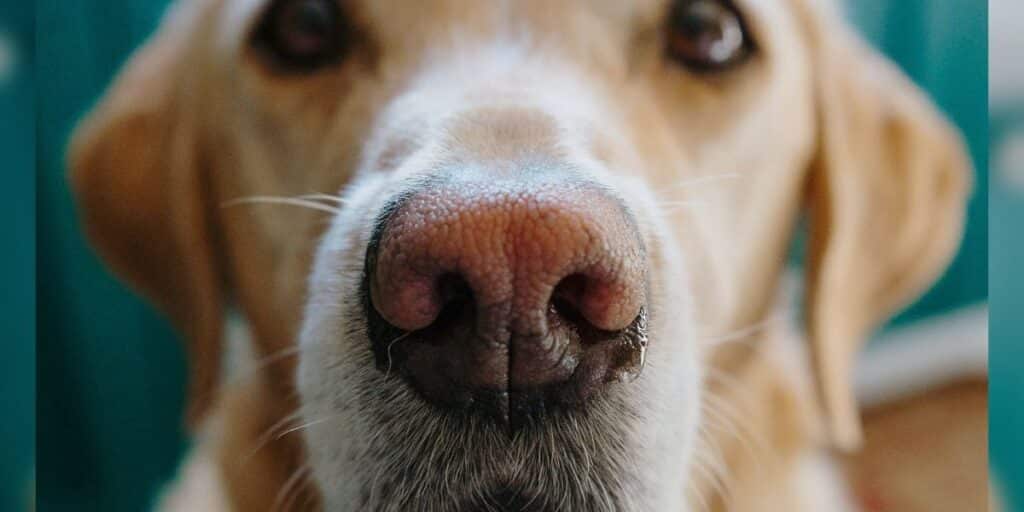 image playground nose id 2021