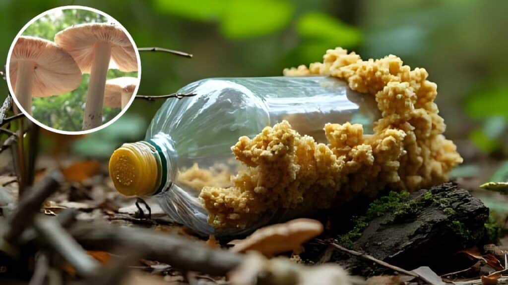 image portada 2 17 1