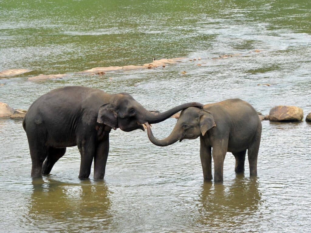 image w6JF5FQl9 2000x1500 1