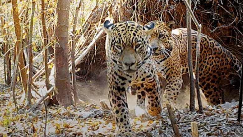 image 20220722093714 yaguaretes