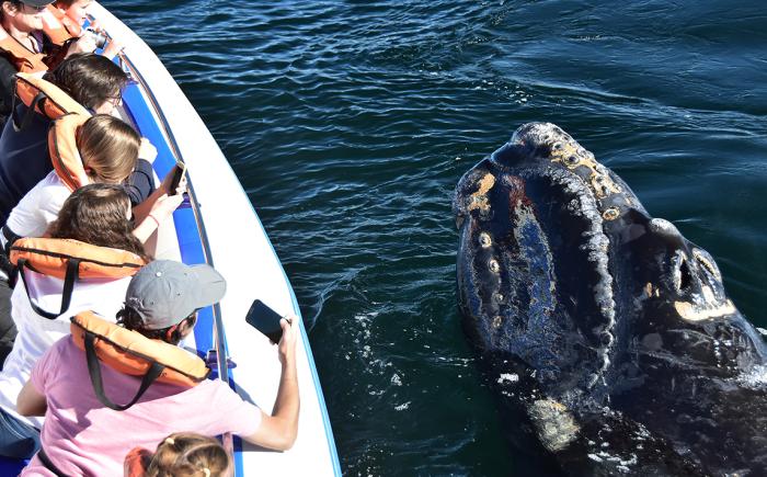 image 700x435 record historico de ballenas franca austral en peninsula valdes mas de 2100 ejemplares202587 1