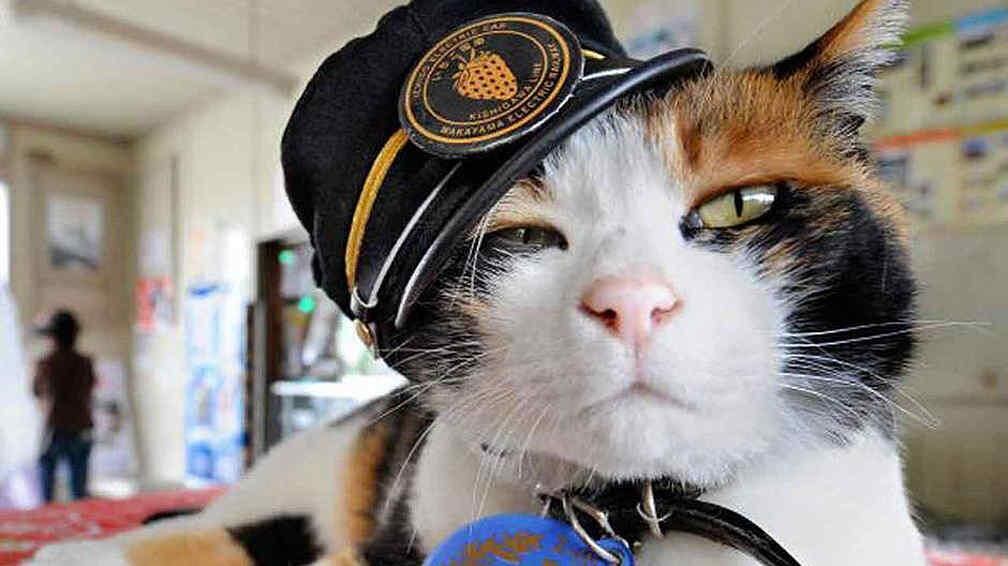 image DIVAIG35GVAPJLTPUJSV2V25BI