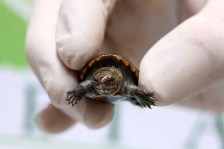 FBQMKMHBE5CDPJFBBK2S6QTGMQ