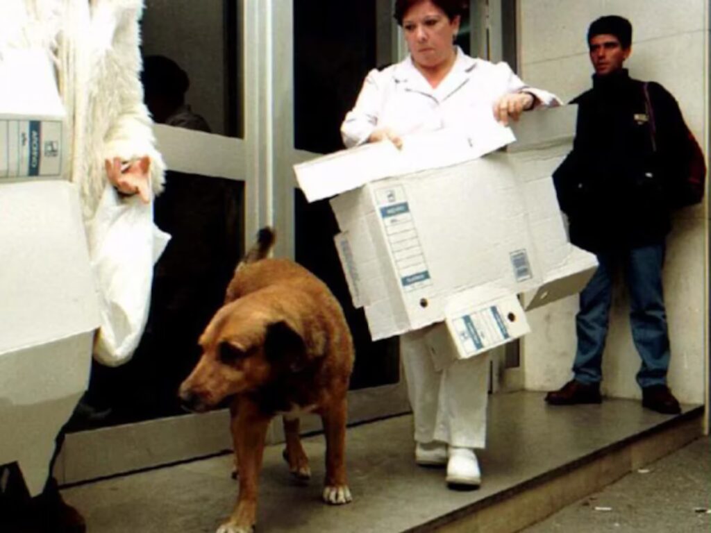 La increíble historia de Canelo, el perro que superó a Hachiko y esperó a su dueño durante 12 años en Cádiz image GKBXJY2RVFFW7JXZEIAYYWDG6U
