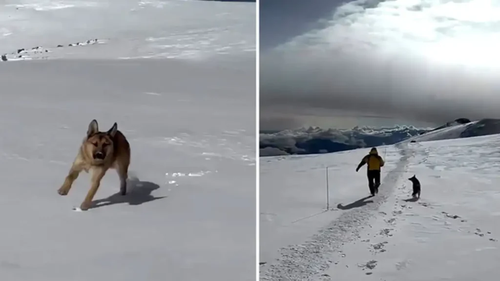 image Perrito sorprende al escalar la montana mas alta de Rusia