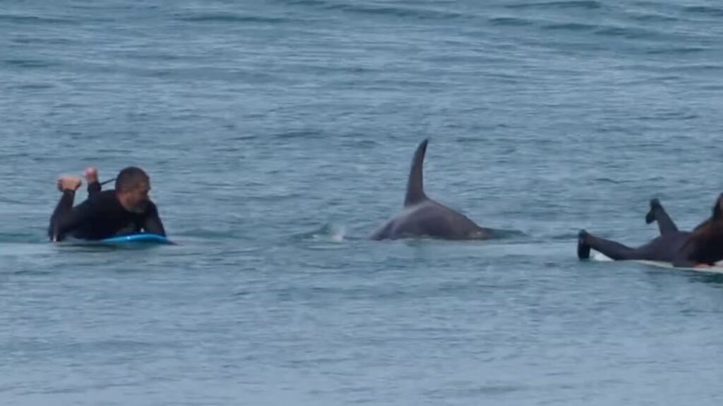 Una cría de orca sorprende a surfistas y se une a una sesión en Nueva Zelanda image SSHUOH2YZ5APZAAVXKQYNSJSS4 1