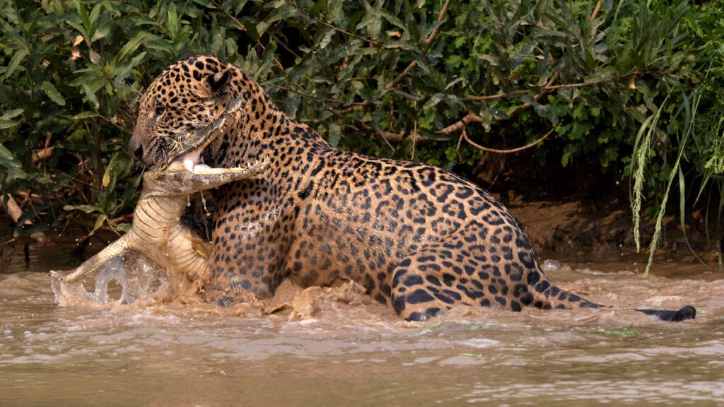 image XSJGD2XERVDCFPRWC3MGMLFSQ4 1