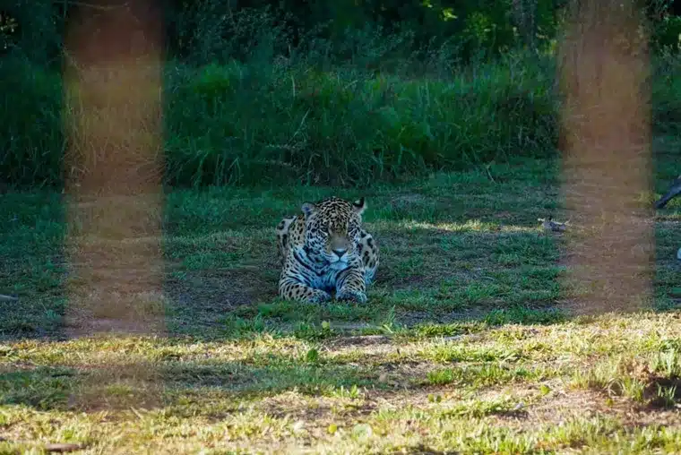 image acai se convertira la segunda yaguarete silvestre ser translocada objetivos conservacion foto parques nacionales 2