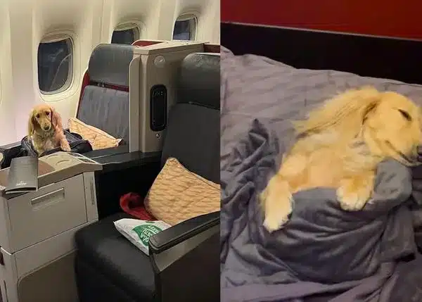 image c8ef988d 7367 41a2 9954 289852a30b7c.600x429.jpg 1