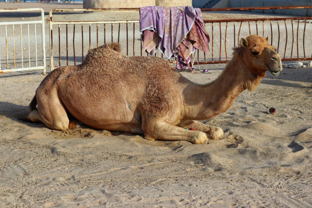 image camel is sitting on the sand background texture outdoor free photo