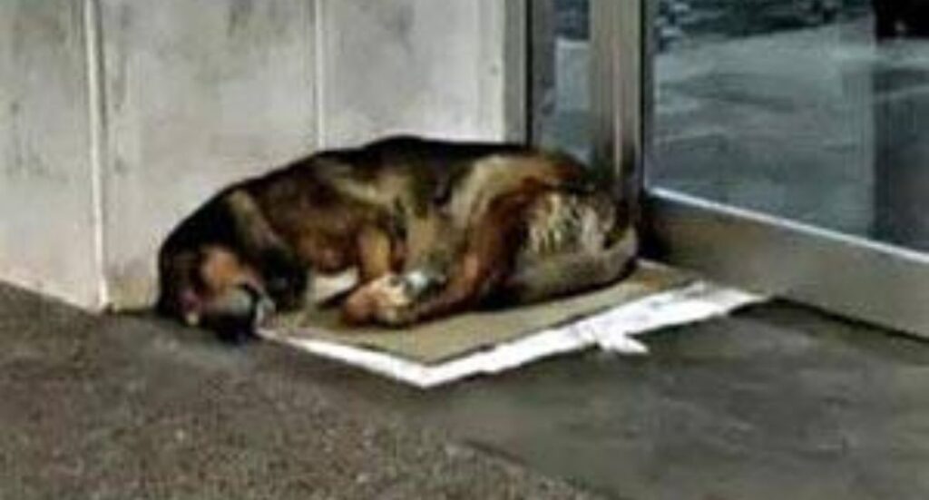 image copia de diseno sin titulo 3