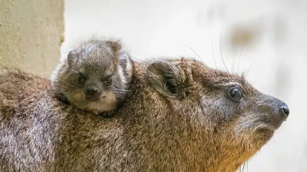 image daman roquero1 U37212660144HGY 624x350@abc 1