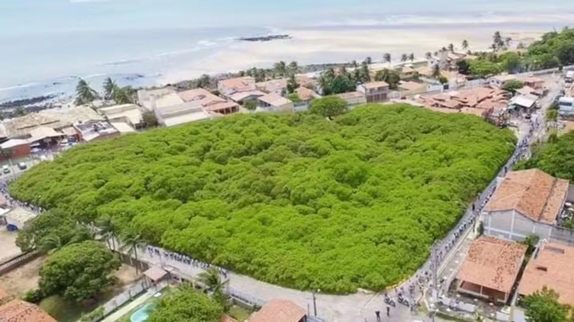 el-anacardo-no-ha-dejado-de-crecer-con-los-anos