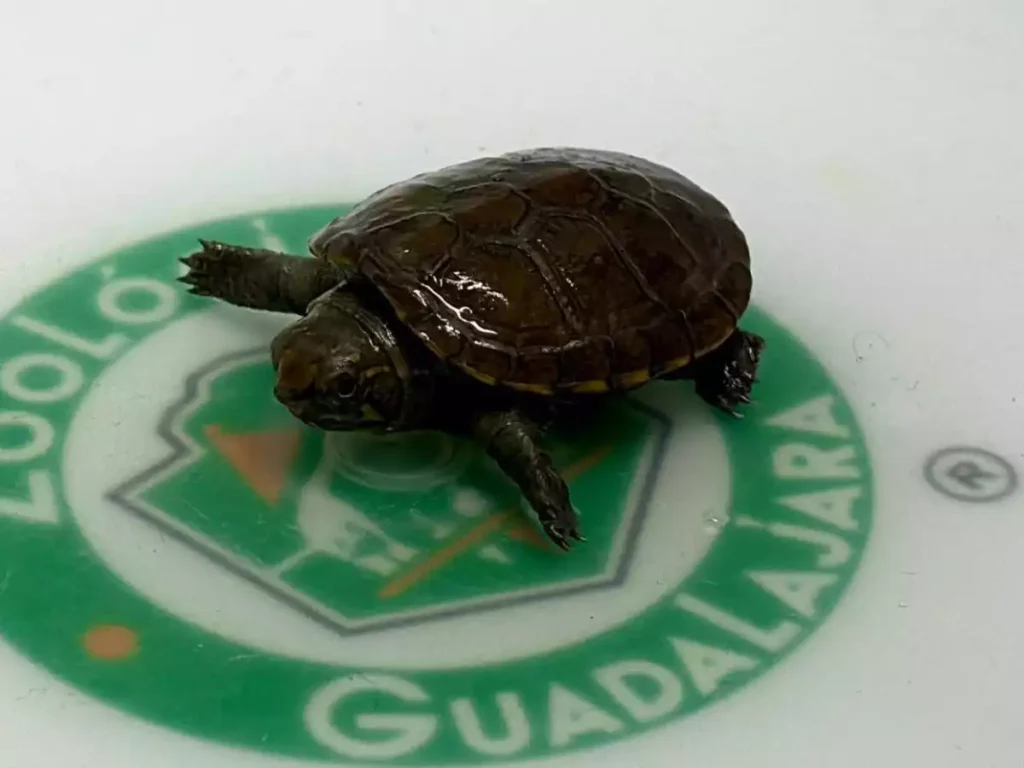 image esta variedad de tortuga considerada como la mas pequena del planeta recien fue descubierta en el ano 2018 MASTER