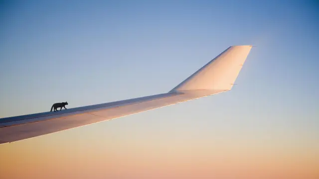 image gato caminando por un ala.r d.1024 534 1