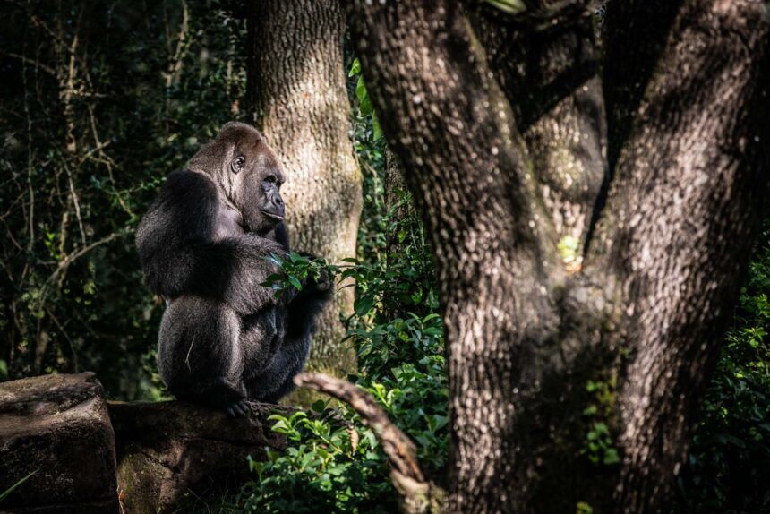 image kino 1 860x574 1