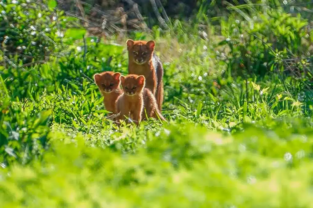 image l 1756942318 1972 1