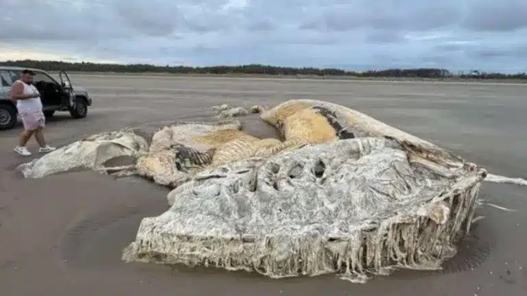 image monstruo.jpg 324665904