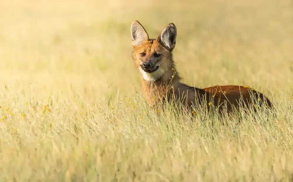 image multimedia.normal.98b3f46a18affd6f.bm9ybWFsLndlYnA