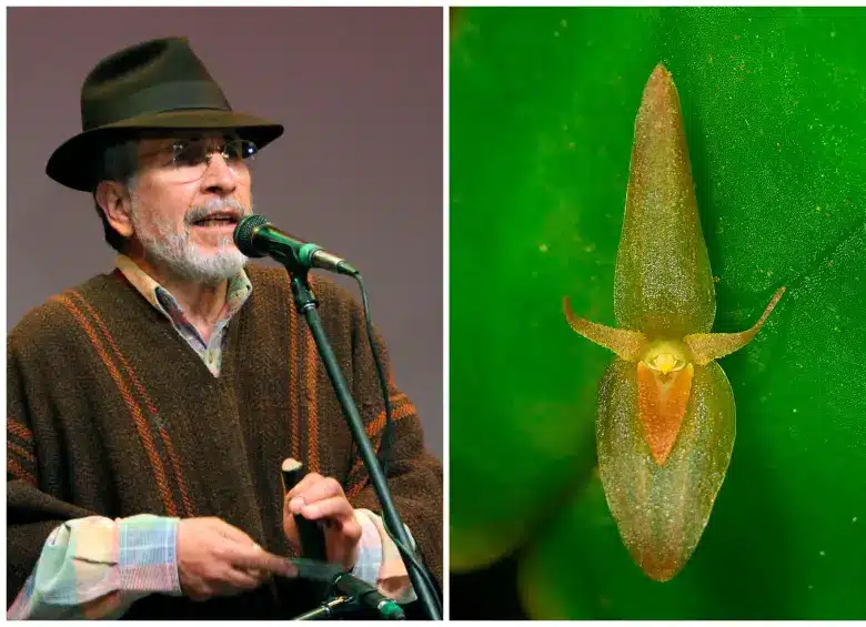 Colombia celebra el descubrimiento de una nueva especie de orquídea en honor a Jorge Velosa image nueva orquidea colombia homenaje jorge velosa 48670440 20250829201546 1