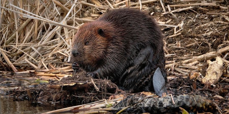 playground-castores-republica-checa-obras-naturales-recursos-2025-1