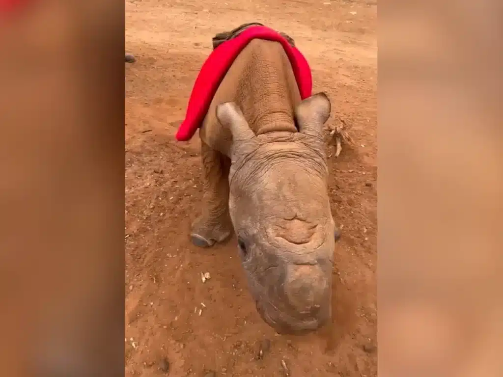 image rinoceronte bebe rescatado kenia 103 1