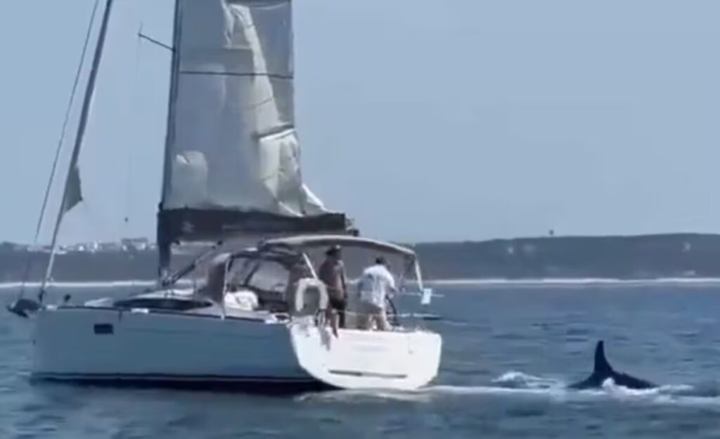 image una manada de orcas volteo una embarcacion en EGF53IMEN5HWXDEQKL5ZGYQCBI 1