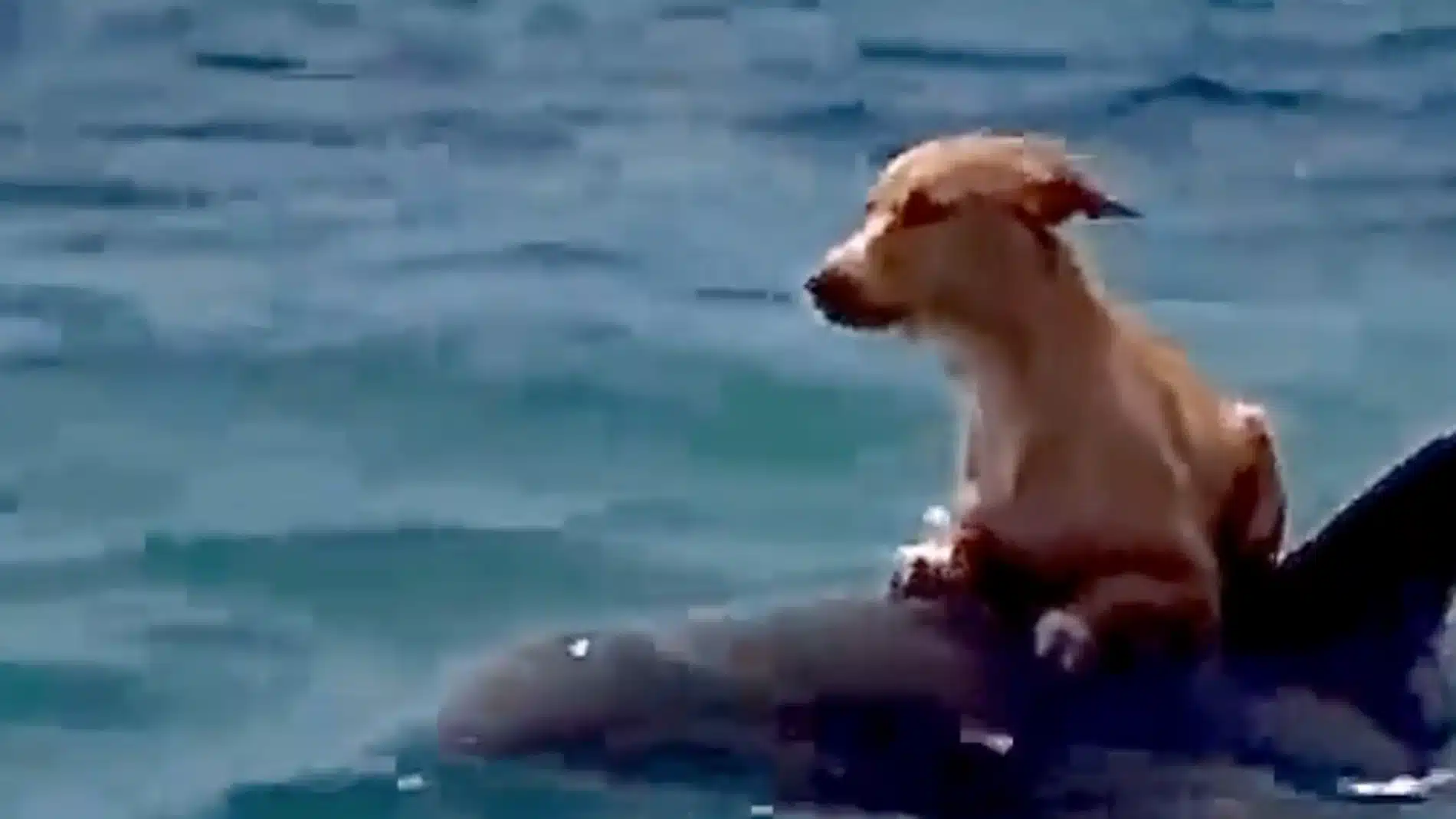 video-viral-increible-rescate-perro-delfin-caer-barco_98