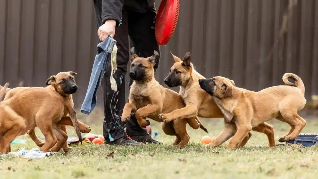 Ahora se pueden adoptar los perros que “fallaron” en el entrenamiento policial por ser demasiado amigables image 1003743922162 258645102 1706x960