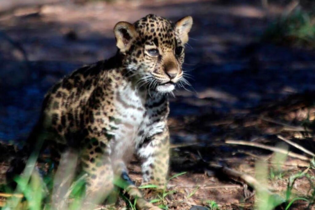 image 1760702755 archive Diseno sin titulo 2025 10 17T090512.093 rz1200