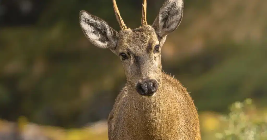 image 20855 huemulchuilenoefe 1