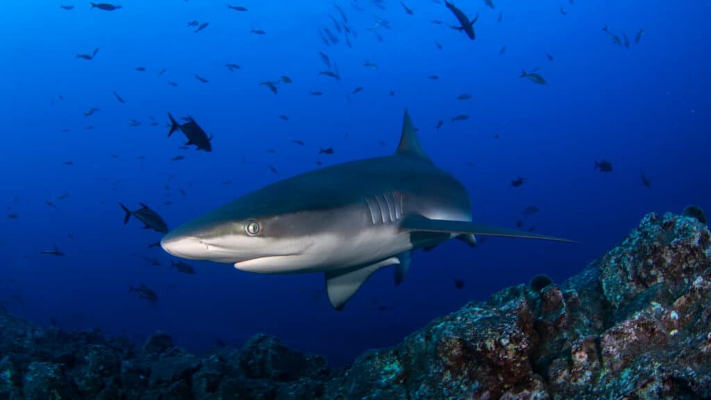 image 30xp shark1 videoSixteenByNine3000