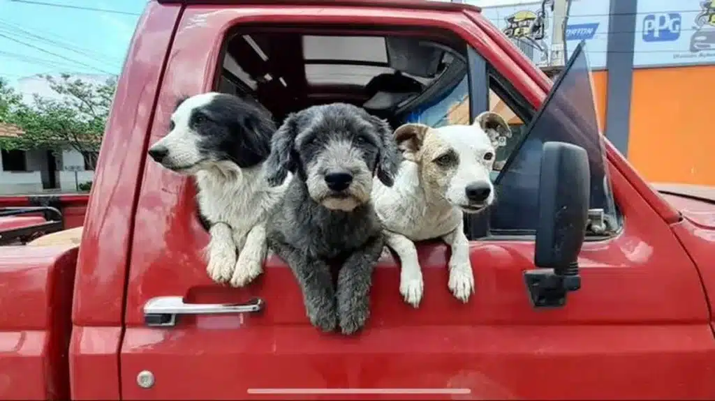 image 563817 landscape 1