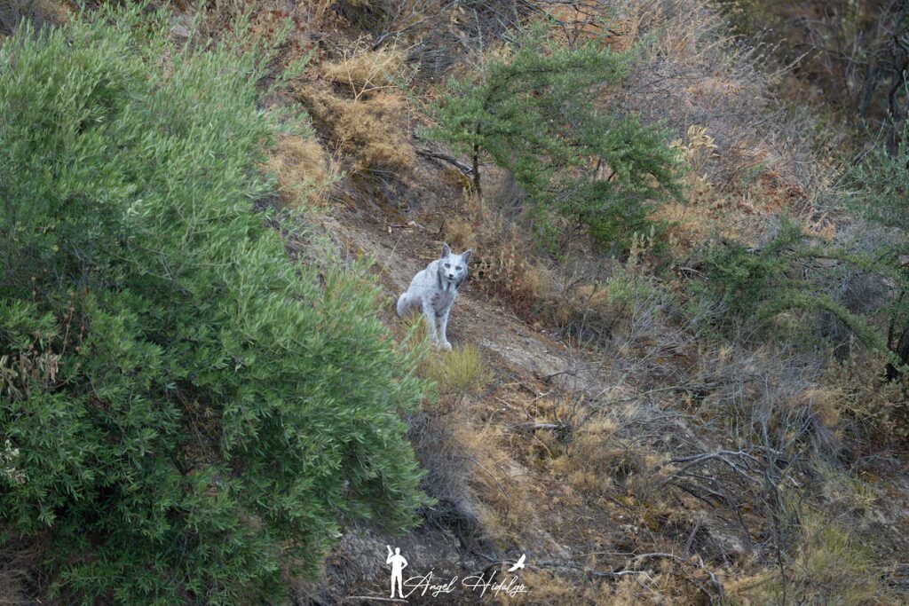 El misterio del lince ibérico blanco fotografiado en Jaén: científicos intentan descubrir por qué perdió su color image 6EFAQU733ZHG7AKRTMWCAUT6NY 1