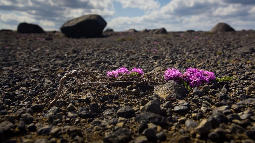 image 7B5X5YQAYBHEFNFPHNLQRSRN64