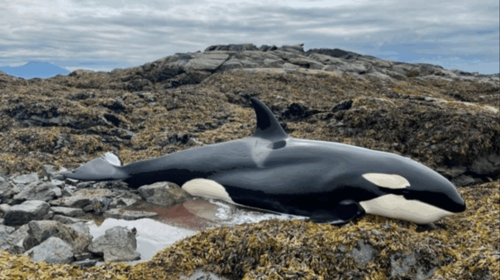 image 7UXUIKDSRNB5JFXKUWCADQBH6A