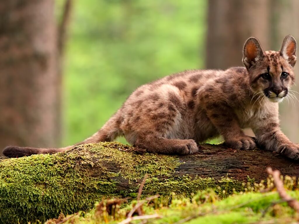 image A4VRBX2RMRH2TN5OL4PAVSFE7A 1