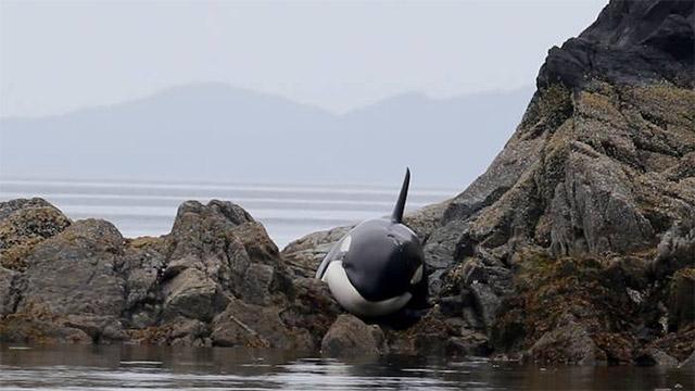 image CK88dw2W8AIYk6 1