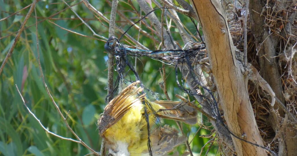 Alerta ambiental en Argentina: detectan plásticos en nidos de aves y en la red alimentaria de peces marinos image DR6K7JKJYFESZKKQWGNPNXLWZA 1